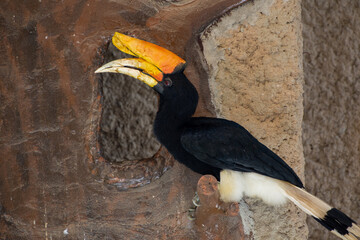 A rhinoceros hornbill (Buceros rhinoceros) perched on a rock in front of flowers in the rainforest.