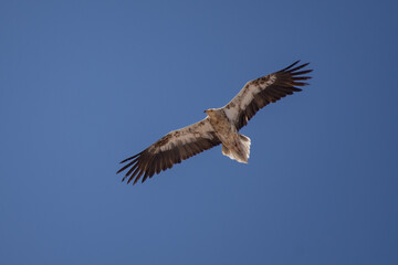 Fototapeta premium An immature or juvenile brown Egyptian vulture (Neophron percnopterus), also called the white scavenger vulture or pharaoh's chicken in flight on Jebal Hafeet in the UAE.