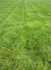 Obraz premium Low point of view of natural green lawn after laying new rolls of grass stock photo 
