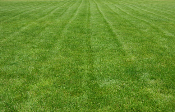 Lawn Care. Lines On A Green Lawn After Grass Cutting Vertical Stock Photo
