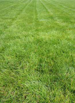 Low point of view of natural green lawn after laying new rolls of grass stock photo 