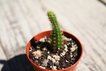 kaktus Hildewintera Cleistocactus aureospinus Małpie ogony