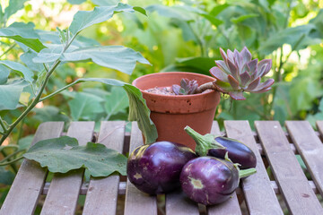 Three harvested eggplants on a table in the garden.
