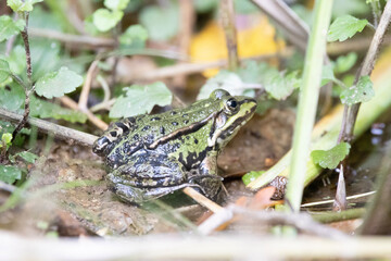 frog in the pond