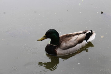 duck 