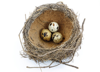 Obraz premium Bird's nest with three eggs close-up
