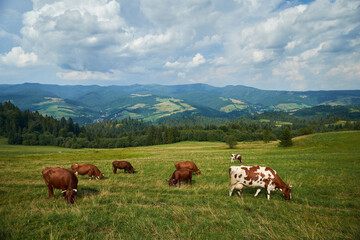Fototapeta na wymiar cows in the mountains in Poland