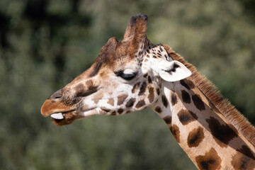 portrait of a giraffe