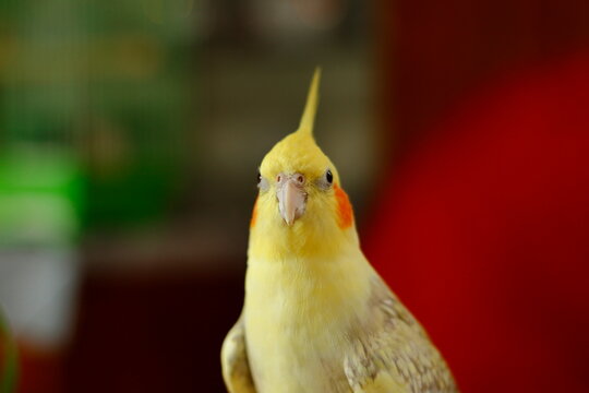 Yellow head cockatiel parrot with blush on cheeks