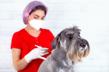 A veterinarian at the clinic gives an injection to a purebred dog. Vaccination of pets. Selective...
