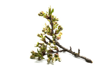 Cherry blossom branch on a white background