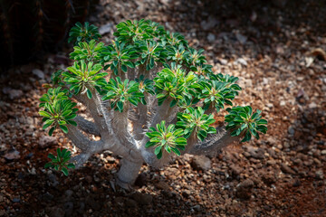 pachypodium​ planting growth on dry ground