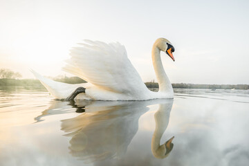 Naklejka na ściany i meble Beautiful serene swan reflected in perfectly still water at sunset nature reserve