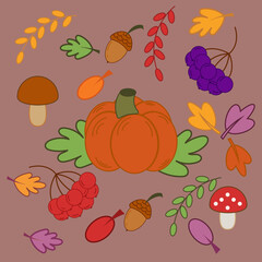 Autumn set. Leaves, branches of autumn trees, mountain ash, chokeberry, pumpkin, mushrooms, oak, acorns. Vector flat illustration.
