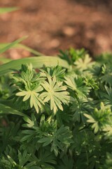 flowers in the garden