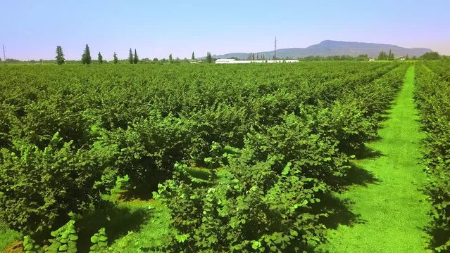 Aerial view from drone to sown fields with nuts. Hazelnuts grow in rows, creating furrows. View of mountains and valley on summer day. Horizontal movement of drone. Agriculture. Hazelnut plantation.