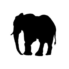 Sylwetka słonia, słoń - ilustracja wektorowa - obrazy, fototapety, plakaty