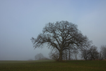 Mystic view to a bare oak tree in the mist.