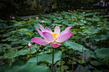 Pink lotus flower close up in Ubud, Bali