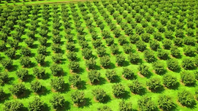 Row of hazelnut trees in green garden, rich soil, dark trunks, green leaves, bright blue sky. Drone view on hazelnut tree plantation in summer against backdrop of mountains. agriculture, mountains.