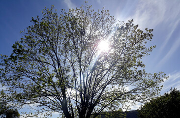 photograph of tree leaves