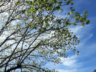 photograph of tree leaves