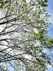 photograph of tree leaves