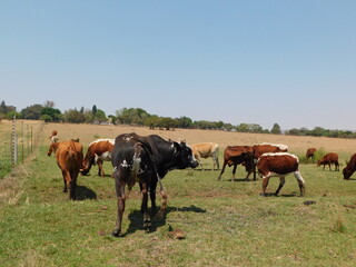 Fototapeta na wymiar Brown and white cows and a Black Bull with a white spotted face and short cut horns grazing on a green grass field in Gauteng, South Africa
