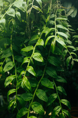 Beautiful nature background of vertical garden with tropical green leaf. 