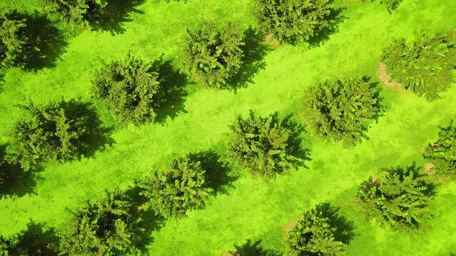 Row of hazelnut trees in green garden, rich soil, dark trunks, green leaves, bright blue sky. Drone view on hazelnut tree plantation in summer against backdrop of mountains. agriculture, mountains.