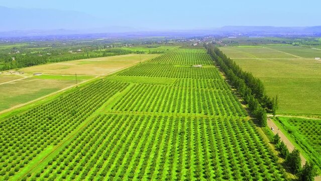 Row of hazelnut trees in green garden, rich soil, dark trunks, green leaves, bright blue sky. Drone view on hazelnut tree plantation in summer against backdrop of mountains. agriculture, mountains.