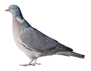 Wood pigeon (Columba palumbus), PNG, isolated on transparent background