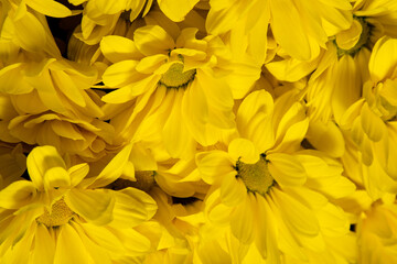 Yellow chrysanthemum flowers. Flower close-up. Floral flowers background.