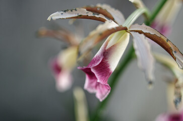 カクチョウラン