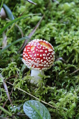 L’amanite tue-mouches