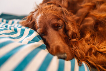 Happy Irish setter dog sleeping lying on a sofa in cozy home