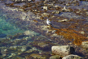 神恵内の海にいたカモメ