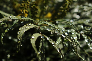 Thick water drops on broad green leaves seen in the early morning light. Green, calming nature background