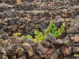 Viñedos en el Parque de Timfaya Volcánico de Lanzarote