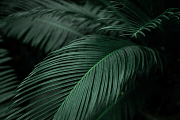 Tropical palm leaves, floral pattern background. Creative tropics concept. 