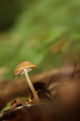 Pilz, Mushroom