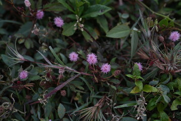 foliage of Mimosa Pudica. It's also known as shameplant or touch-me-not. It has vibrant violet flower and very sensitive leaves. The leaves will be bend or shrink upon being touched
