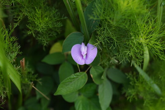 Purple centro or butterfly pea flower in the green lush. Known as Centrosema pubescens. Used as ground coverage. 