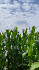 Obraz premium corn field with sky and clouds