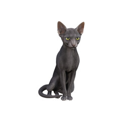 Sphynx cat isolated on transparent background. PNG File, 3D Rendering Illustration.