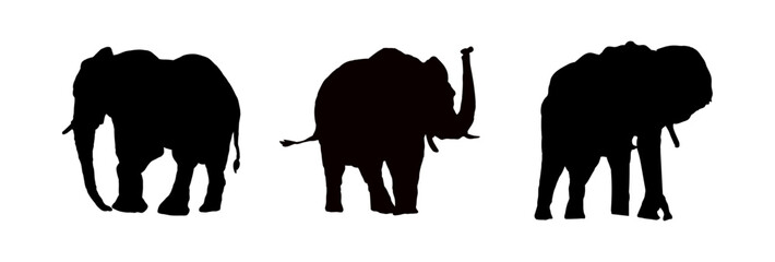 Zestaw sylwetek słonia , słoń - ilustracja wektorowa - obrazy, fototapety, plakaty