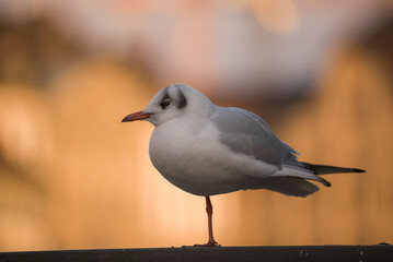 seagull by the Limmat river in Zurich