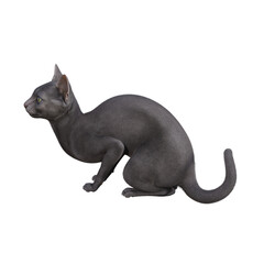 Sphynx cat isolated on transparent background. PNG File, 3D Rendering Illustration.