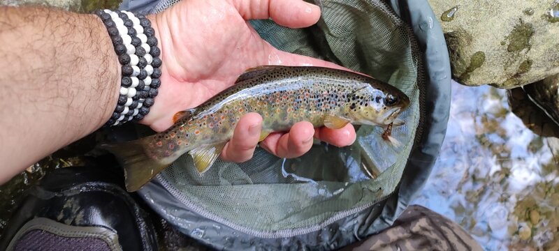 fish in the hand