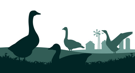 Geese grazing. Near farmer buildings. Scenery silhouette. Agricultural farm bird. Object isolated on white background. Rural landscape. Vector